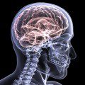 Cerebro