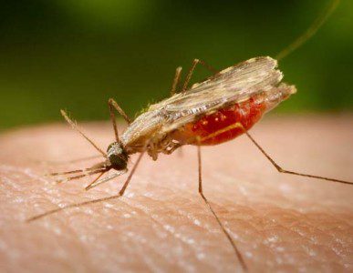 Mosquito malaria 387x300 3.000 personas con homeopatía frente a 30 millones de mosquitos de la malaria
