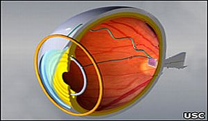 retina 10 Novedosas Tecnologías para el Desarrollo de Órganos Artificiales