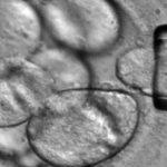 Células al microscopio