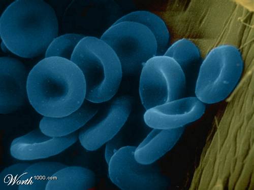 Eritrocitos Azules