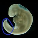 cola embrión