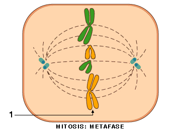 Metafase de la mitosis